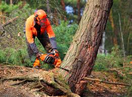 Why Choose Our Tree Removal Services in Fife Heights, WA?